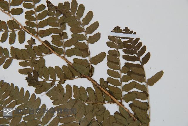 闊鱗鱗毛蕨藏品圖，第4張