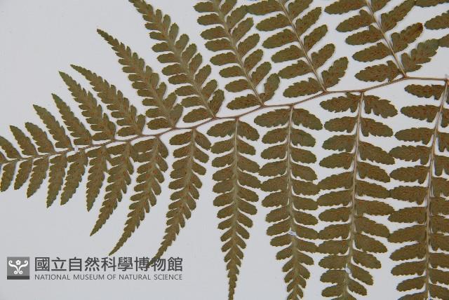 山蹄蓋蕨藏品圖，第4張