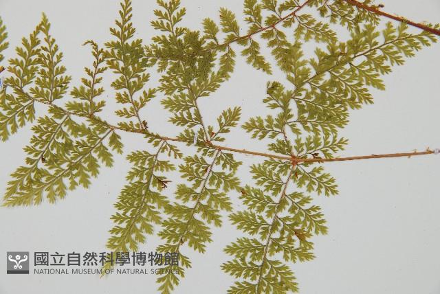 台灣小膜蓋蕨藏品圖，第4張