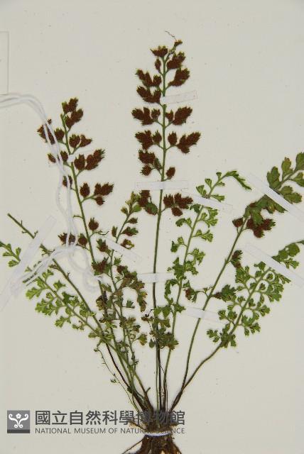 姬鐵角蕨藏品圖，第7張