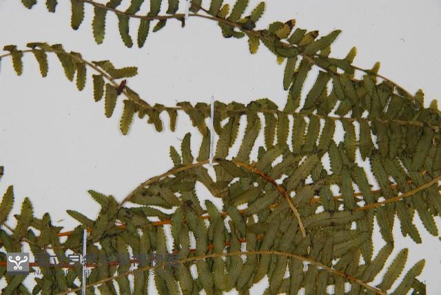 岩穴蕨藏品圖，第4張