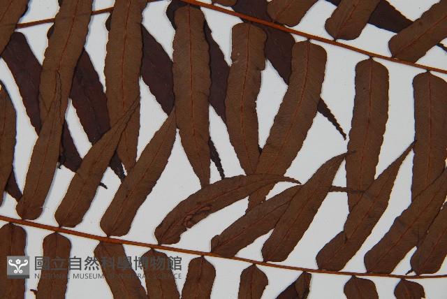 黑桫蕨藏品圖，第4張