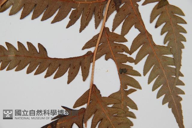 生芽狗脊蕨、頂芽狗脊蕨藏品圖，第4張