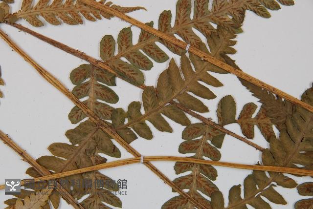 登錄號:P011395藏品圖，第4張