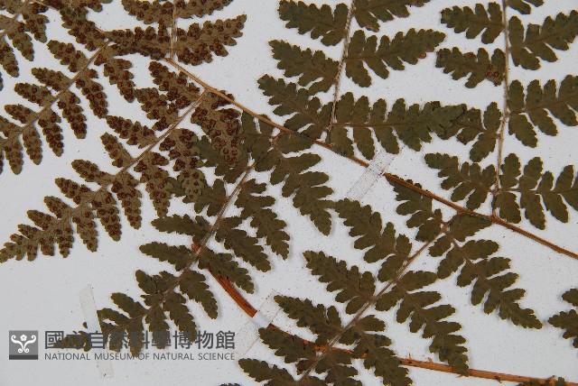 中華鱗毛蕨藏品圖，第4張