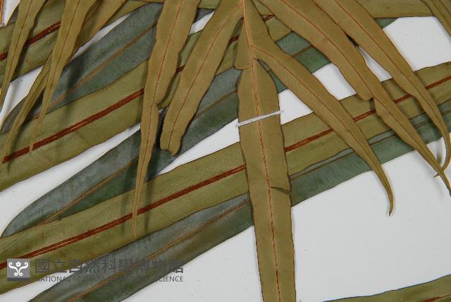 烏毛蕨藏品圖，第6張