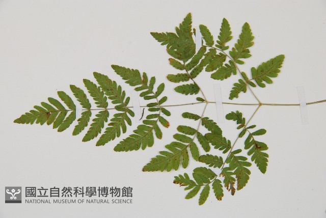 細裂羽節蕨藏品圖，第4張