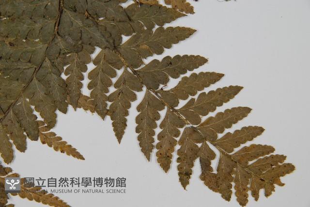 團羽鱗蓋蕨藏品圖，第4張