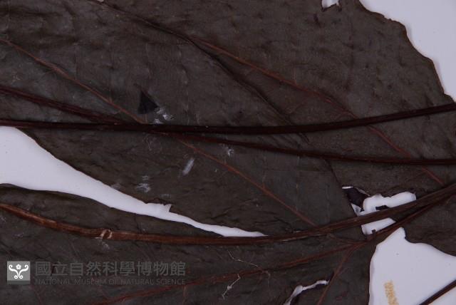 沙皮蕨藏品圖，第4張