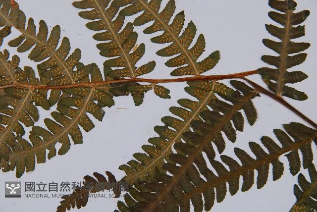 登錄號:P003895藏品圖，第4張