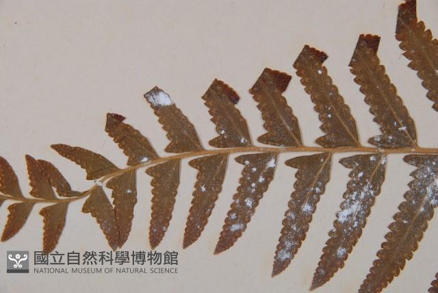 邊緣鱗蓋蕨藏品圖，第4張