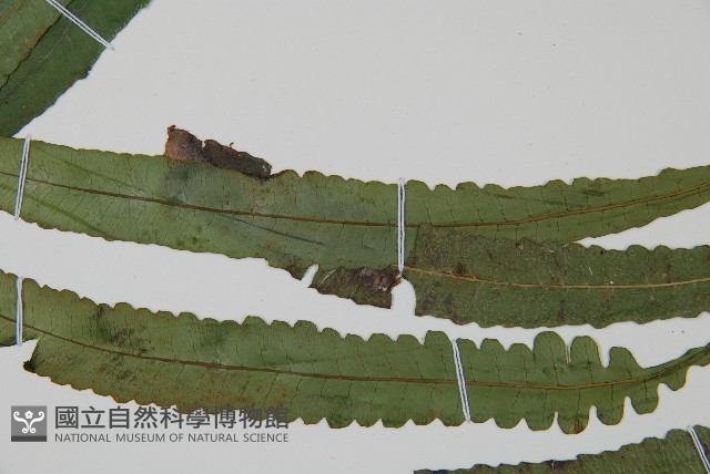 錫蘭雙蓋蕨藏品圖，第4張