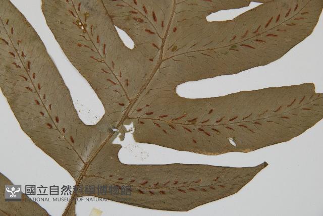 網脈雙蓋蕨藏品圖，第4張