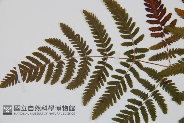 羽節蕨藏品圖，第4張