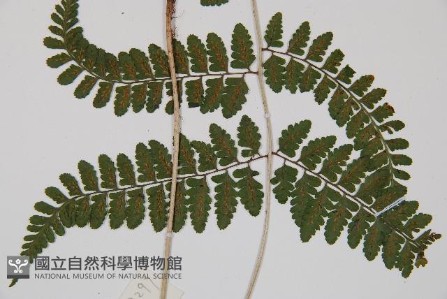 姬蹄蓋蕨藏品圖，第4張