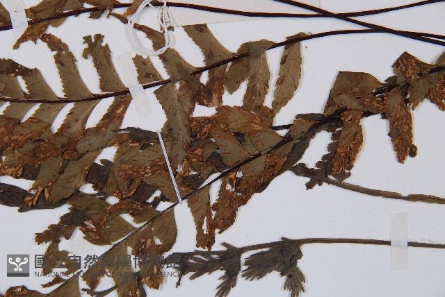 單邊鐵角蕨藏品圖，第2張