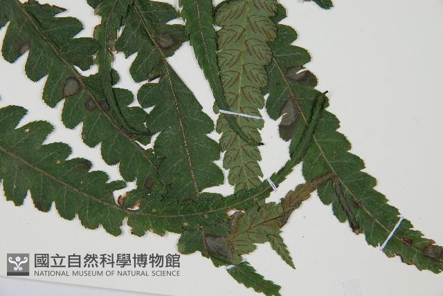 廣葉鋸齒雙蓋蕨藏品圖，第3張