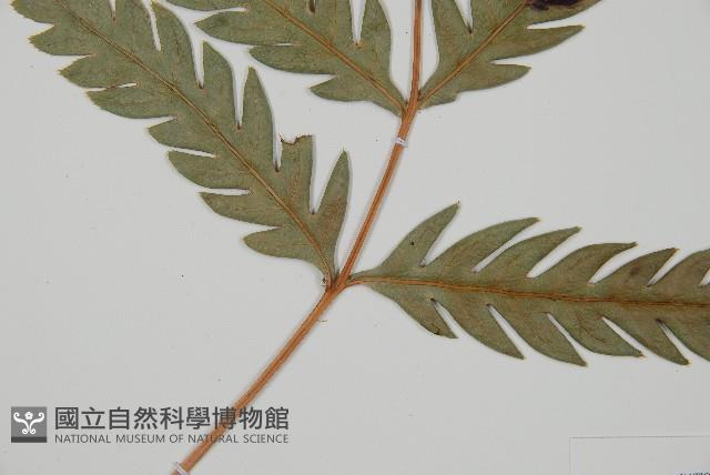 臺灣狗脊蕨藏品圖，第3張