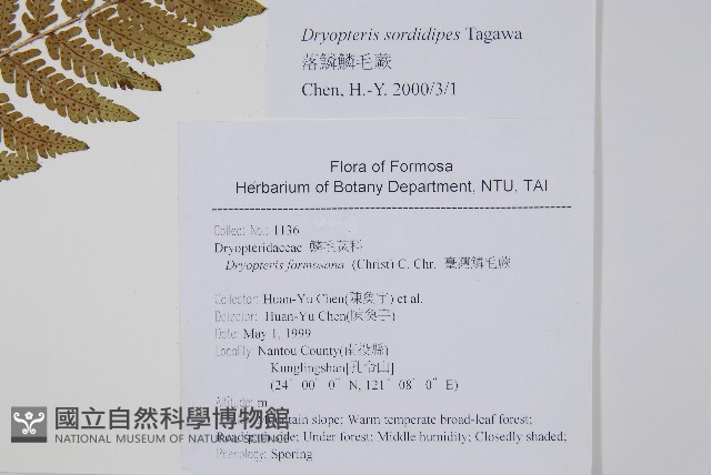 落鱗鱗毛蕨藏品圖，第4張