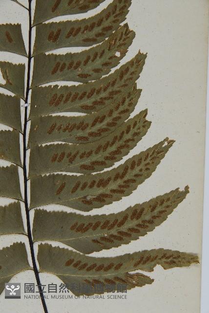 剪葉鐵角蕨藏品圖，第4張