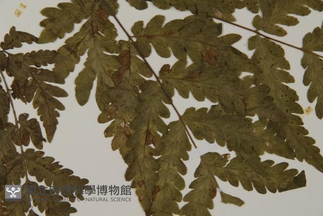 薄葉擬肋毛蕨藏品圖，第4張