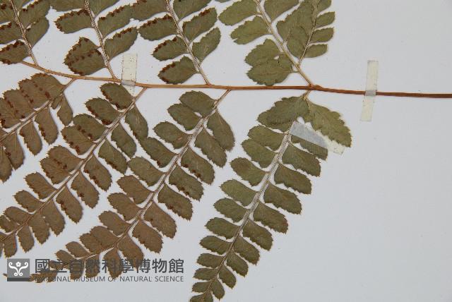 斜方複葉耳蕨藏品圖，第3張