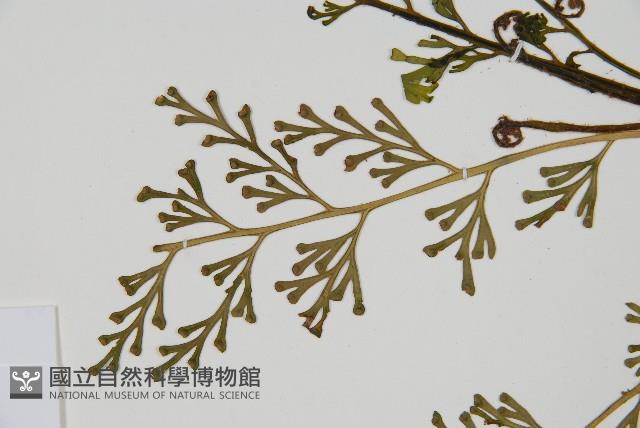 登錄號:P010035藏品圖，第4張