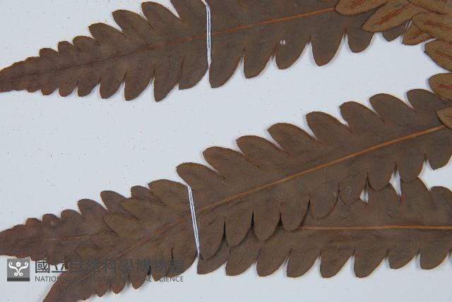 日本狗脊蕨藏品圖，第4張