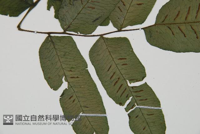 腸蕨藏品圖，第4張