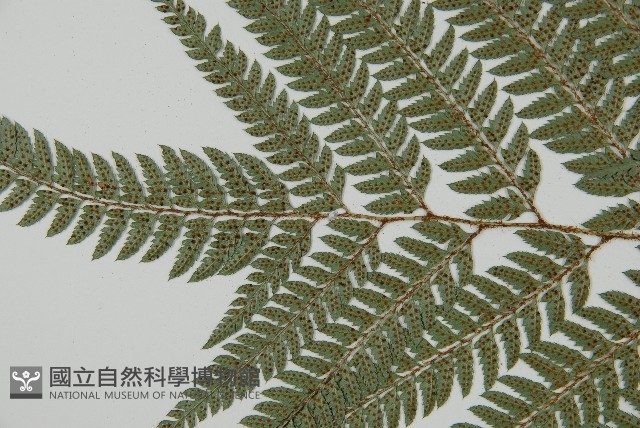 細葉複葉耳蕨藏品圖，第4張