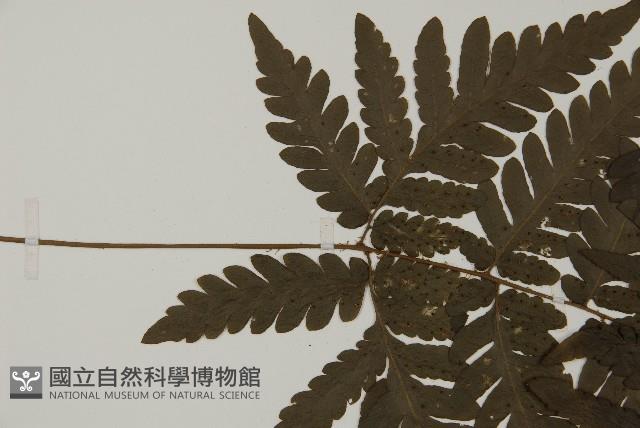 薄葉擬肋毛蕨藏品圖，第4張