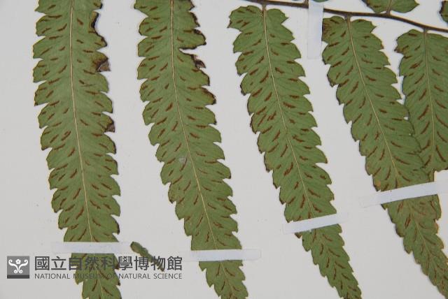 深山雙蓋蕨藏品圖，第4張