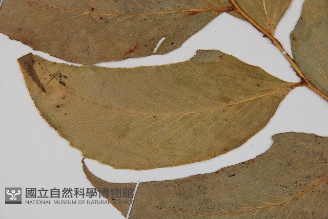 細齒貫眾蕨藏品圖，第4張