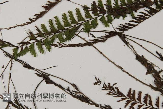 鞭葉鐵線蕨藏品圖，第4張