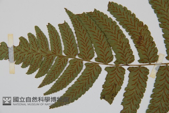 深山雙蓋蕨藏品圖，第7張