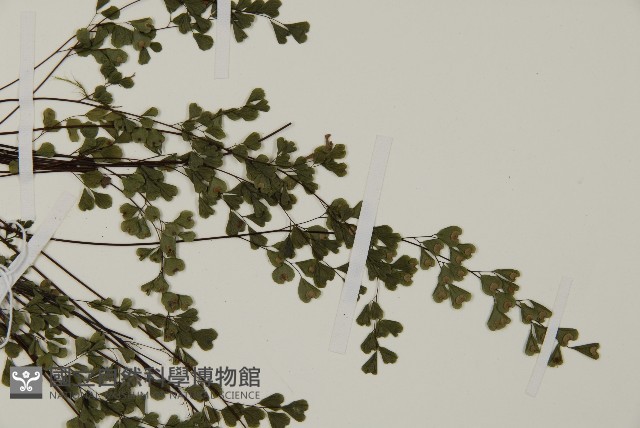 臺灣高山鐵線蕨藏品圖，第7張