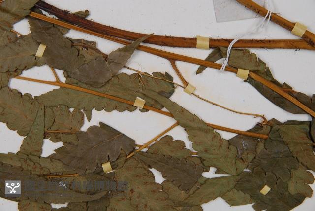 淡綠短腸蕨藏品圖，第4張