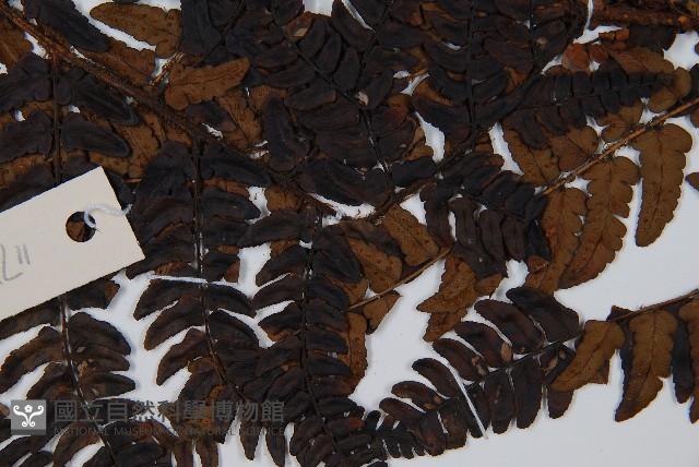 闊鱗鱗毛蕨藏品圖，第4張