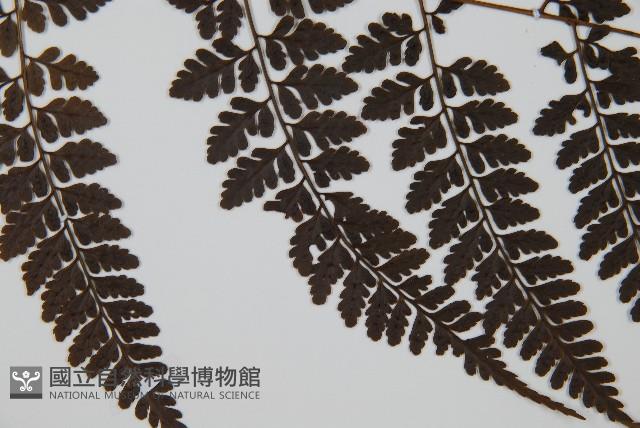 哈氏假複葉耳蕨藏品圖，第4張