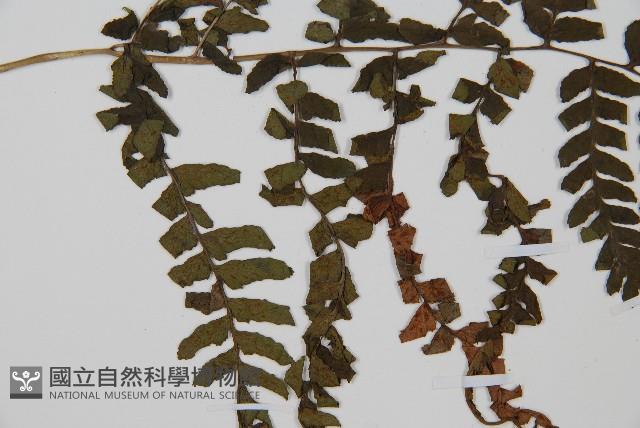 華中蹄蓋蕨藏品圖，第2張