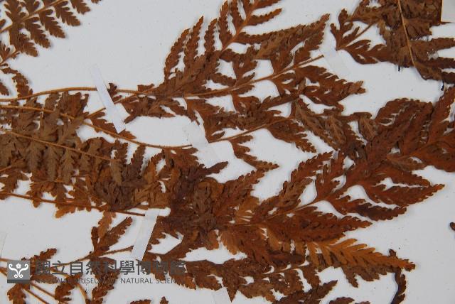 細毛碗蕨藏品圖，第4張