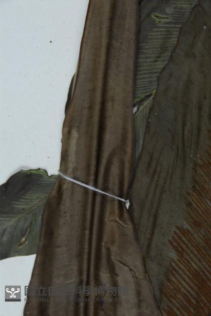 臺灣山蘇花藏品圖，第4張