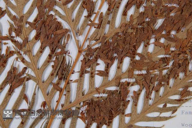 臺灣狗脊蕨藏品圖，第2張