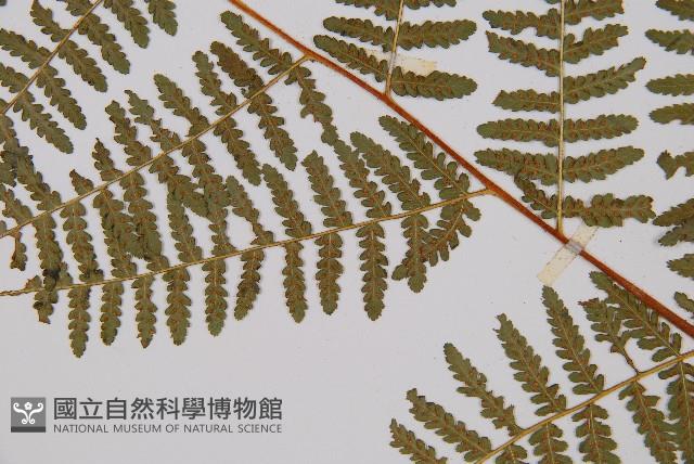 Accession Number:P000435 Collection Image, Figure 4, Total 5 Figures