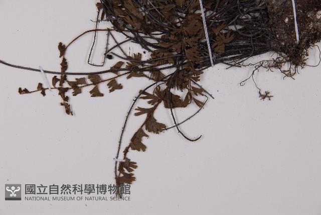 鞭葉鐵線蕨藏品圖，第4張