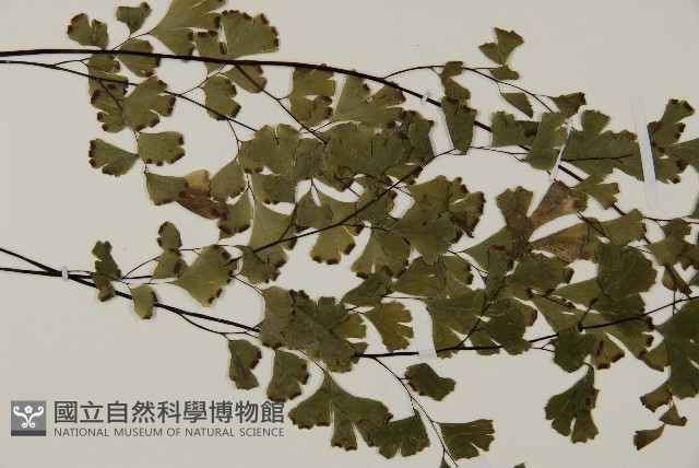 鐵線蕨藏品圖，第4張