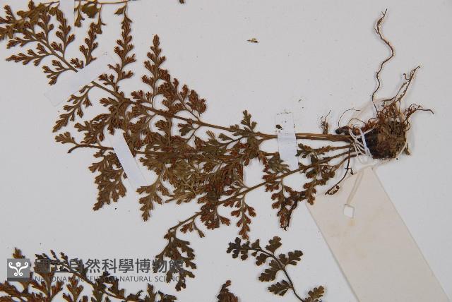 小葉鐵角蕨藏品圖，第4張