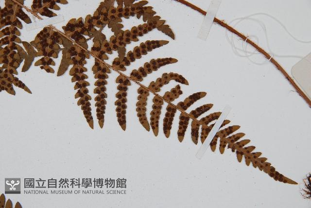 兩色鱗毛蕨藏品圖，第4張