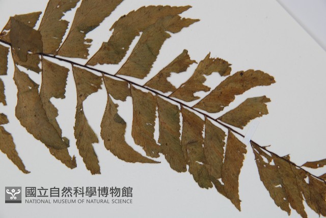 單邊鐵角蕨藏品圖，第4張