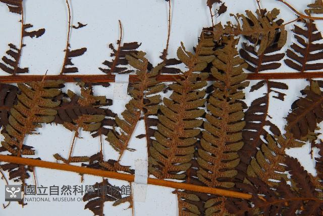 中華桫欏藏品圖，第4張